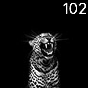 Motiv: Leopoard
